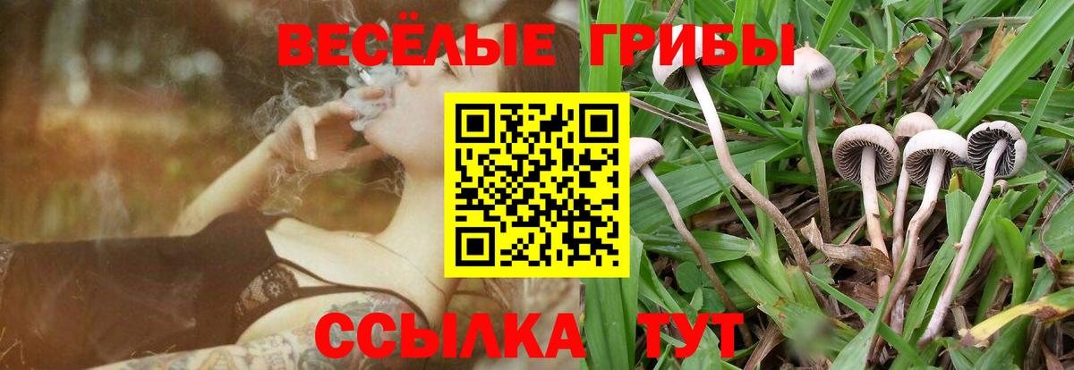 Каменка  Галлюциногенные грибы Magic Shrooms  Вход с VPN  Псилоцибиновые грибы Magic Shrooms 